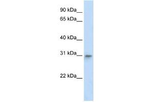 WB Suggested Anti-TFAM Antibody Titration:  2 ug/ml  ELISA Titer:  1:62500  Positive Control:  Human Liver (TFAM antibody  (Middle Region))