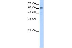 WB Suggested Anti-ADAM30 Antibody Titration:  5. (ADAM30 antibody  (N-Term))