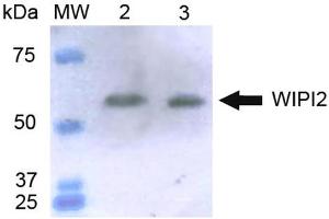 Western blot analysis of Human HeLa and 293Trap cell lysates showing detection of ~49. (WIPI2 antibody  (C-Term) (Atto 488))