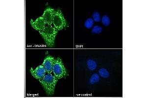 Immunofluorescence (IF) image for anti-Microvascular Endothelial Differentiation Gene 1 Protein (DNAJB9) (AA 61-75) antibody (ABIN768557)