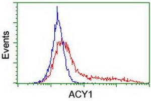 HEK293T cells transfected with either RC201284 overexpress plasmid (Red) or empty vector control plasmid (Blue) were immunostained by anti-ACY1 antibody (ABIN2454833), and then analyzed by flow cytometry. (Aminoacylase 1 antibody)