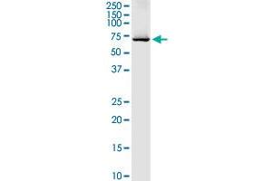 DARS2 MaxPab rabbit polyclonal antibody. (DARS2 antibody  (AA 1-645))