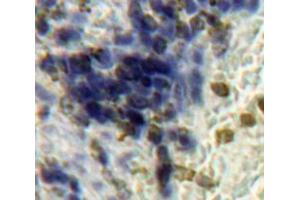IHC-P analysis of Spleen tissue, with DAB staining. (HPSE antibody  (AA 54-278))