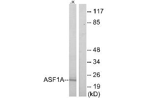 Western blot analysis of extracts from Jurkat cells, using ASF1A antibody. (ASF1A antibody)