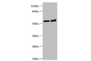Western blot All lanes: Target of rapamycin complex 2 subunit MAPKAP1 antibody at 2 μg/mL Lane 1: Hela whole cell lysate Lane 2: MCF-7 whole cell lysate Secondary Goat polyclonal to rabbit IgG at 1/10000 dilution Predicted band size: 60, 55, 54, 38, 37, 42 kDa Observed band size: 60 kDa (MAPKAP1 antibody  (AA 1-290))