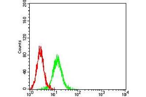 Flow cytometric analysis of K562 cells using BCL6 mouse mAb (green) and negative control (red). (BCL6 antibody  (AA 147-276))