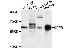 Western blot analysis of extracts of various cells, using CPEB1 antibody.