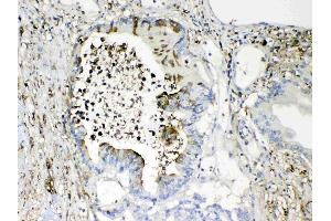 IHC analysis of TMEM107 using anti- TMEM107 antibody . (TMEM107 antibody  (N-Term))