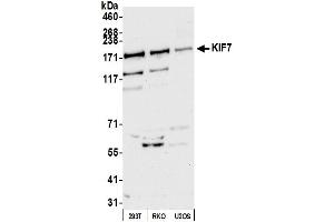 anti-Kinesin Family Member 7 (KIF7) (AA 1225-1275) antibody