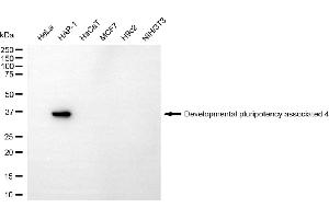 Western blotting analysis using developmental pluripotency associated 4 antibody (ABIN7798323). (DPPA4 antibody)