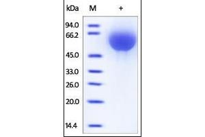 SDS-PAGE (SDS) image for Tissue Factor Pathway Inhibitor (Lipoprotein-Associated Coagulation Inhibitor) (TFPI) (AA 29-282) protein (His tag) (ABIN2181804)
