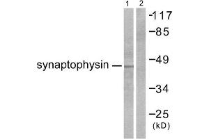 Western Blotting (WB) image for anti-Synaptophysin (SYP) (Internal Region) antibody (ABIN1848785) (Synaptophysin antibody  (Internal Region))