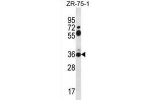 Western Blotting (WB) image for anti-Syntaxin 2 (STX2) antibody (ABIN2996767) (STX2 antibody)
