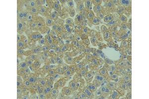 IHC-P analysis of Mouse Tissue, with DAB staining. (CD3D antibody  (AA 22-104))