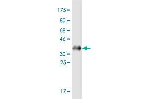 Western Blot detection against Immunogen (36. (FRAT1 antibody  (AA 181-279))