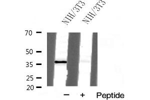 Western blot analysis of Prostate Apoptosis Response protein 4 expression in NIH/3T3 cells (PAWR antibody  (C-Term))