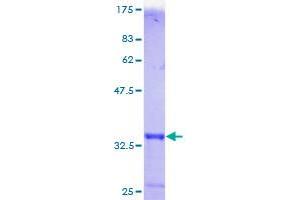 MT1F Protein (AA 1-61) (GST tag)