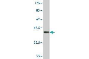 Western Blot detection against Immunogen (45. (PTTG1IP antibody  (AA 1-180))