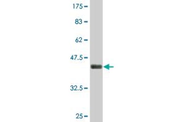 PTTG1IP antibody  (AA 1-180)