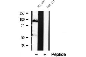 Western blot analysis of extracts of HEK-293 cells, using DACH1 antibody. (DACH1 antibody  (Internal Region))