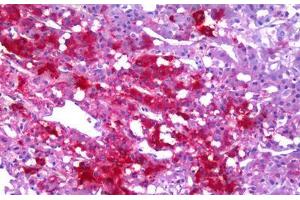 Anti-NPY / Neuropeptide Y antibody IHC staining of human adrenal medulla. (NPY antibody  (AA 29-97))