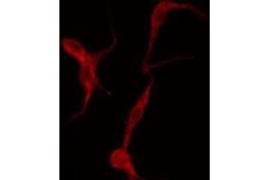 ABIN6275931 staining Hela by IF/ICC. (S1PR3 antibody  (N-Term))