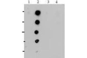 Dot Blot of Rabbit Histone H4 [Monomethyl Lys20] Antibody. (Histone H4 antibody  (meLys20))