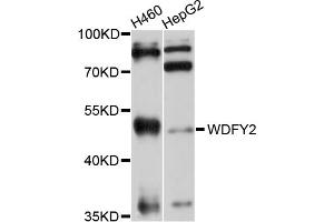 Western blot analysis of extracts of various cell lines, using WDFY2 antibody (ABIN4905617) at 1:1000 dilution. (WDFY2 antibody)