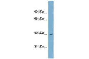 Image no. 1 for anti-H2A Histone Family, Member Y2 (H2AFY2) (AA 107-156) antibody (ABIN6745143) (H2AFY2 antibody  (AA 107-156))