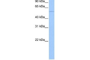 WB Suggested Anti-CHN1 Antibody Titration: 0. (CHN1 antibody  (Middle Region))