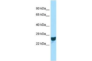 Host:  Rabbit  Target Name:  Ccdc90b  Sample Type:  Rat Spleen lysates  Antibody Dilution:  1. (CCDC90B antibody  (Middle Region))