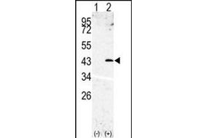 Western blot analysis of SL3(arrow) using rabbit polyclonal SL3 Antibody (N-term) (ABIN390296 and ABIN2840734). (SPPL3 antibody  (N-Term))