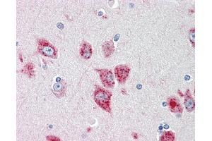 Anti-ANKH / ANK antibody IHC staining of human brain, cortex. (ANKH antibody  (AA 464-492))