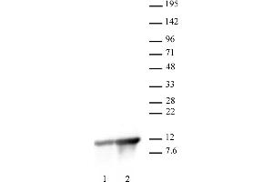 Histone H4K8ac antibody (pAb) tested by Western Blot. (Histone H4 antibody  (acLys8))