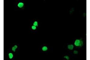 Anti-PADI4 mouse monoclonal antibody (ABIN2455883) immunofluorescent staining of COS7 cells transiently transfected by pCMV6-ENTRY PADI4 (RC206501). (PAD4 antibody)