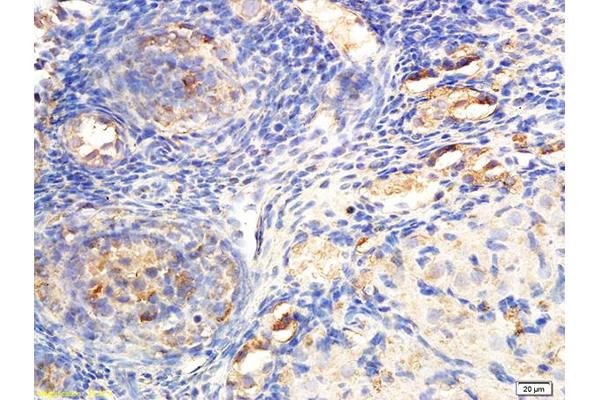 DDX4 antibody  (AA 601-700)