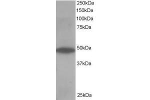 Western Blotting (WB) image for anti-Oxysterol Binding Protein-Like 1A (OSBPL1A) (C-Term) antibody (ABIN2466045) (OSBPL1A antibody  (C-Term))