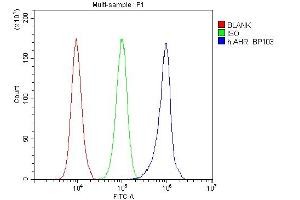9. (Aryl Hydrocarbon Receptor antibody)