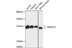 Western blot analysis of extracts of various cell lines, using MESDC2 antibody (ABIN6128279, ABIN6143742, ABIN6143744 and ABIN6218106) at 1:3000 dilution. (MESDC2 antibody  (AA 1-234))