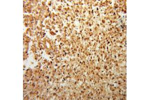 Immunohistochemistry (IHC) image for anti-Fibroblast Growth Factor 2 (Basic) (FGF2) antibody (ABIN1872685) (FGF2 antibody)