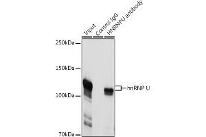 Immunoprecipitation (IP) image for anti-Heterogeneous Nuclear Ribonucleoprotein U (Scaffold Attachment Factor A) (HNRNPU) (AA 608-825) antibody (ABIN1680323)