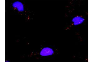 Proximity Ligation Assay (PLA) image for anti-Minichromosome Maintenance Complex Component 7 (MCM7) (AA 1-389) antibody (ABIN561764)