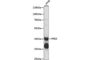 Western blot analysis of extracts of A549 cells, using PRKX antibody (ABIN6291673) at 1:1000 dilution. (PRKX antibody)