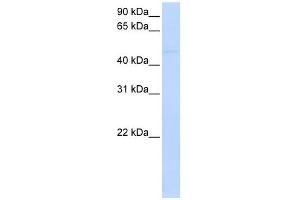 SIGLEC7 antibody used at 1 ug/ml to detect target protein. (SIGLEC7 antibody  (Middle Region))