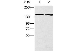 Western Blot analysis of Hela and hepg2 cell using TBC1D4 Polyclonal Antibody at dilution of 1:320 (TBC1D4 antibody)