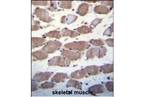 USP29 Antibody (Center) (ABIN650701 and ABIN2839199) immunohistochemistry analysis in formalin fixed and paraffin embedded human skeletal muscle followed by peroxidase conjugation of the secondary antibody and DAB staining. (USP29 antibody  (AA 660-690))