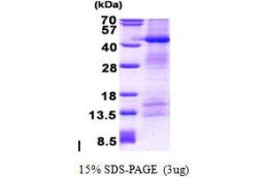 Image no. 1 for Protein O-Fucosyltransferase 1 (POFUT1) protein (His tag) (ABIN1098747) (POFUT1 Protein (His tag))