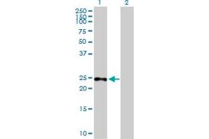 Western Blot analysis of SAMD4A expression in transfected 293T cell line by SAMD4A MaxPab polyclonal antibody.