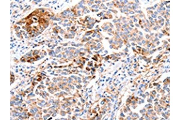 FOXD2 antibody