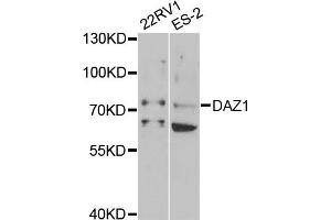 Western blot analysis of extracts of various cell lines, using DAZ1 antibody (ABIN1876498) at 1:1000 dilution. (DAZ1 antibody)
